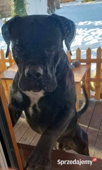 Cane corso Italiano reproduktor Psy