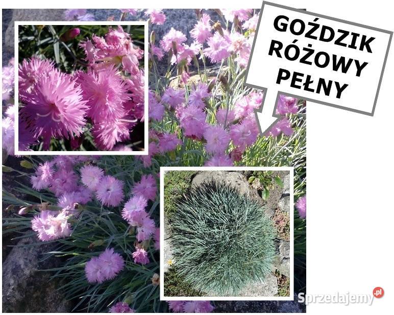 JUKA KWIAT sadzonki dużemożliwa wysyłka Rośliny Dom i Ogród sprzedam