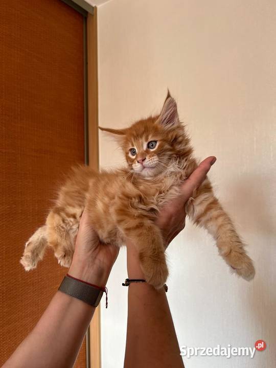 Maine Coon kocięta Kalisz