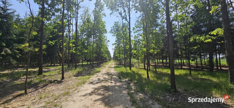Działka bud 1202M2 WZ STUDNIE