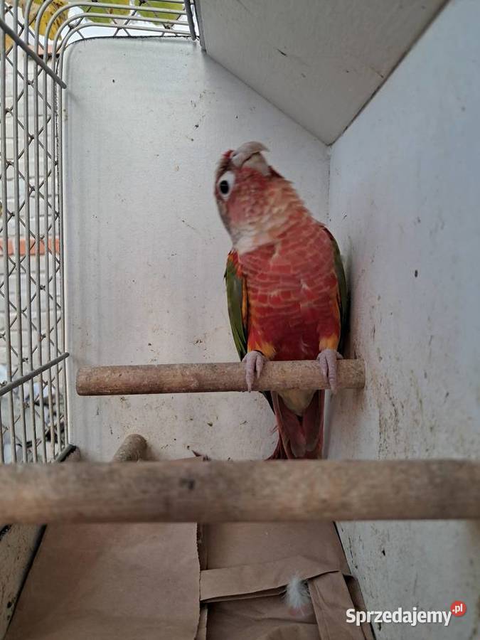 RudosterkaRudosterki podkarpackie Tryńcza