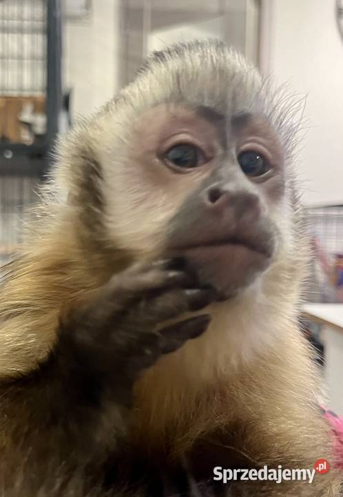 Małpa kapucynka czubata samiec