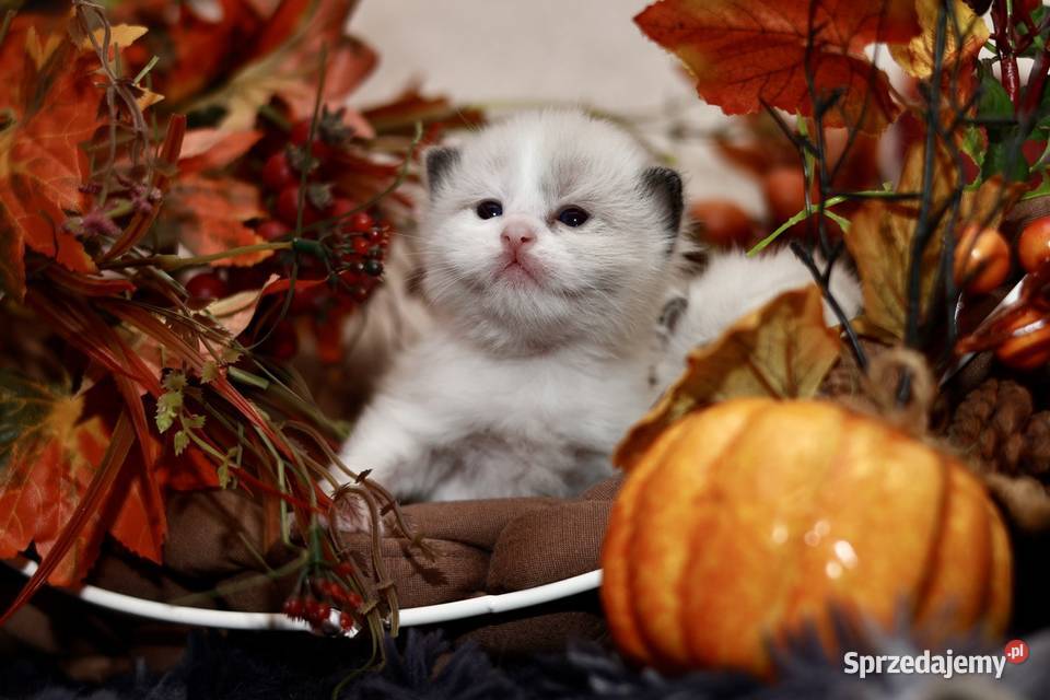 Ragdoll dwa kocurki bicolor Piorunówek