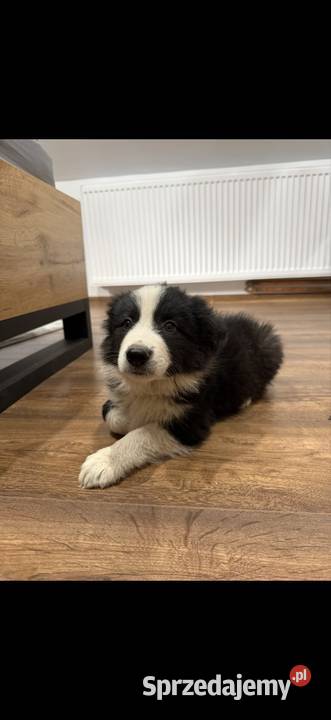 Szczeniaki border collie małopolskie