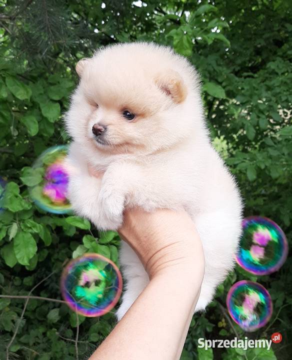 Szpic miniaturowy pomeranian dziewczynka Pabianice