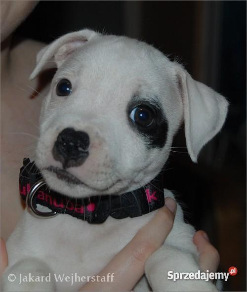 Staffiki szczenięta staffordshire bull terrier Wejherowo