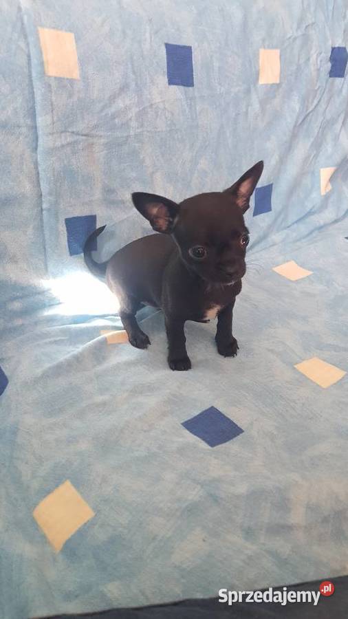 Chihuahua pieseksuczka Ciechanów