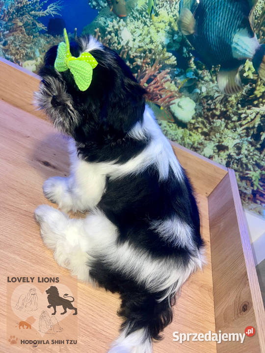 Cudowne maluchy shihtzu sprzedam