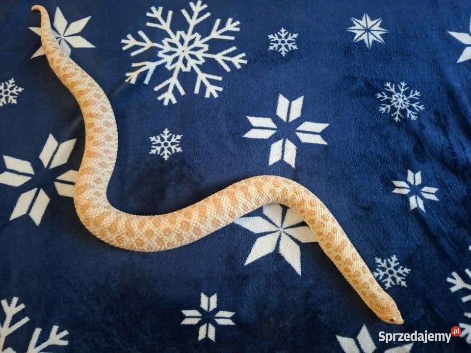 Dorosła samica Heterodon zachodni Yellow Albino