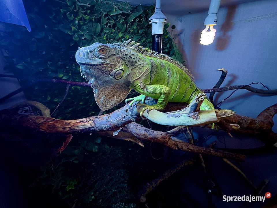 Oddam legwana zielonego i bazyliszka Wrocław