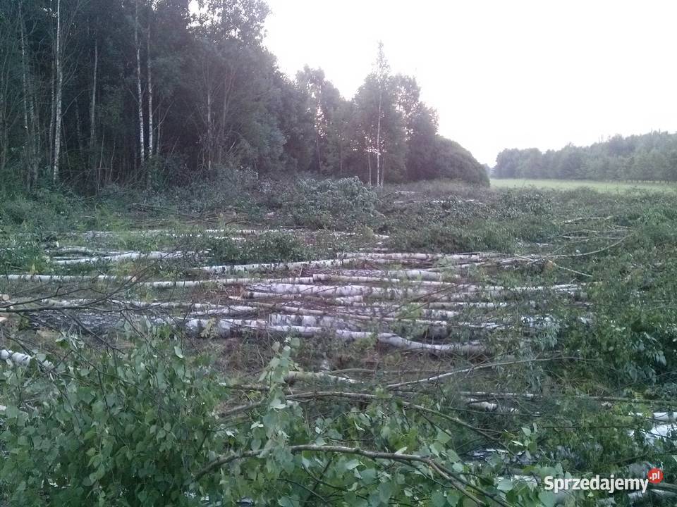 WYCINKA DRZEW Drzew Trudnych USŁUGI LEŚNE i Białystok