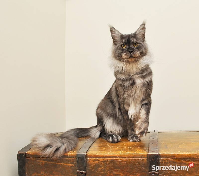 Przepiękny biszkoptowy kocurek z Rodowodem Białystok