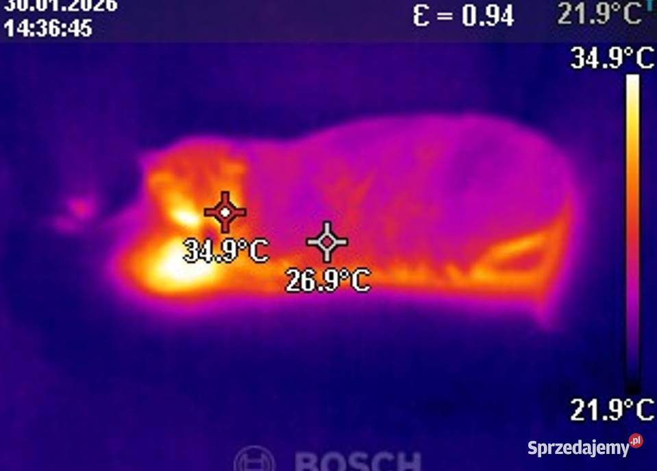 Odnajdywanie zwierząt kamerą termowizyjną dolnośląskie Wrocław