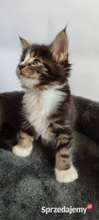 Maine coon Kotka czarna klasycznie pręgowana z Żywiec sprzedam