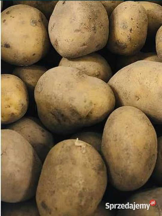 Sprzedam ziemniaki bryza podlaskie Suwałki