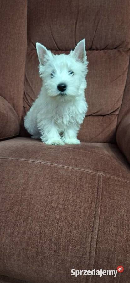 West Highland White Terrier Przysucha