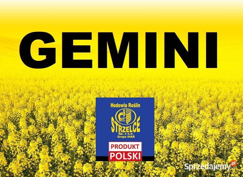 Rzepak Strzelce Gemini Buteo Start