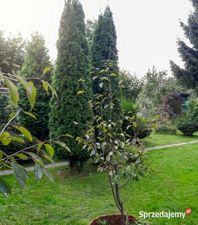 Działka ROD na sprzedaż prąd woda zadbana dolnośląskie Wrocław