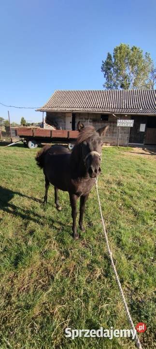 Sprzedam źrebice huculska pełne pochodzenie lubelskie Dobryniów-Kolonia