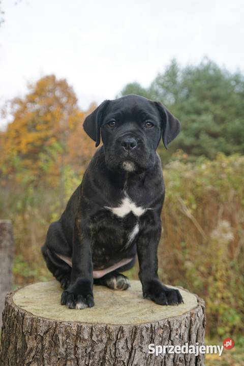 Szczeniaki Cane Corso ZKwP FCI Gończyce