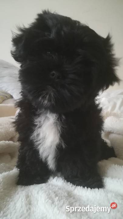 Shih tzu pieski i suczki Poznań