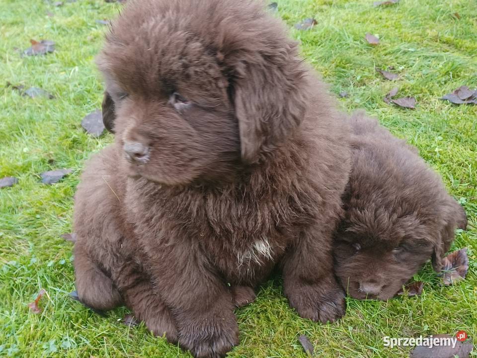 Nowofundlandy czekoladowe gotowe na zmianę domu