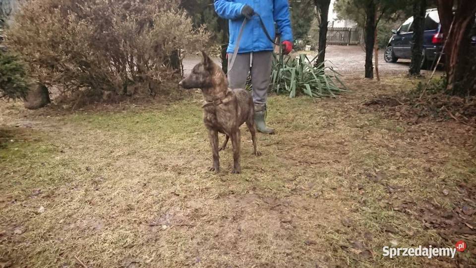 Szkolenie PSÓW hodowla i Hotel psów Kraśnik