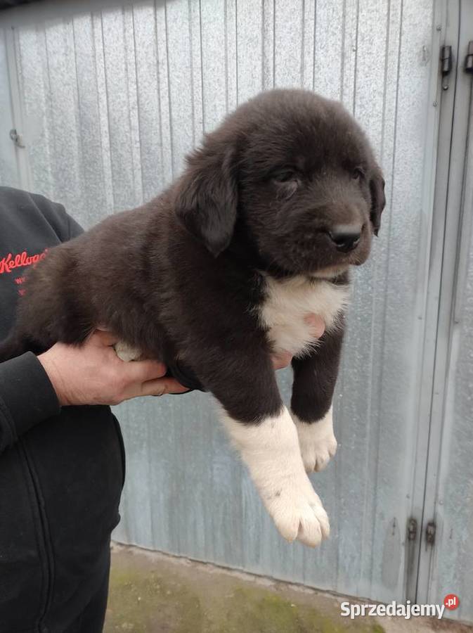 Owczarek środkowoazjatycki Psy Babiak