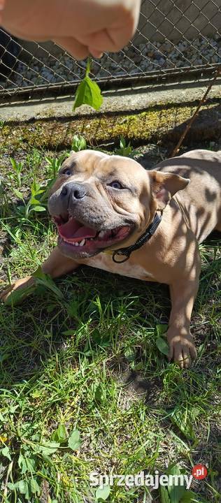 American Bully 1 rol suka metryka Bolesławiec