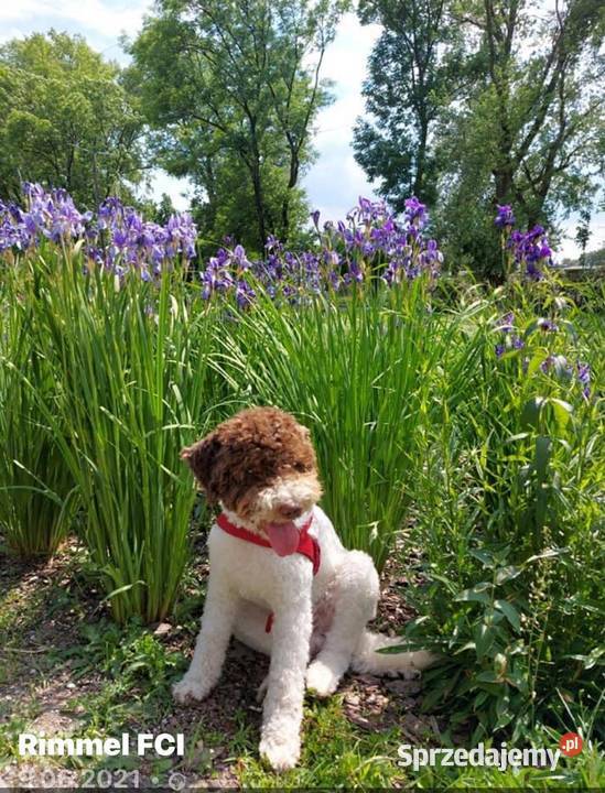 Lagotto Romagnolo ZKwP FCI mazowieckie Żyrardów