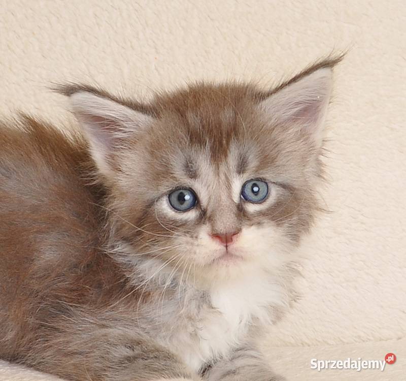 Przepiękny kocurek Maine Coon z Rodowodem PZFWCF Białystok