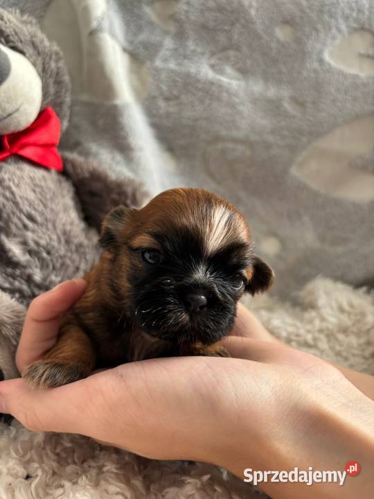 ShihTzu suczka odbiór w grudniu Strzelce Opolskie