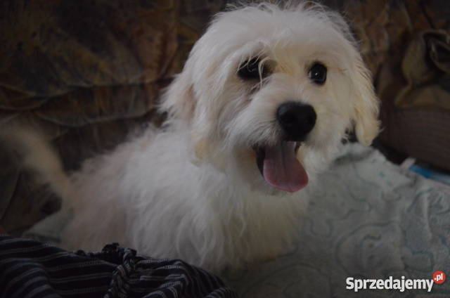 Maltipoo starsze szczeniaki 50 taniej na Psy Konstantynów Łódzki
