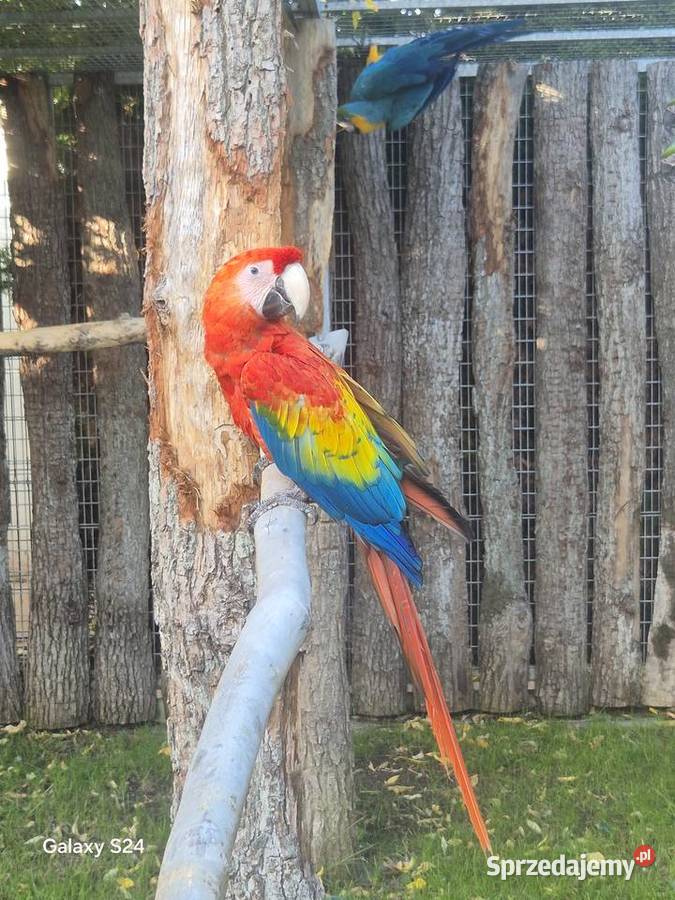 Ara Macao Rakoniewice