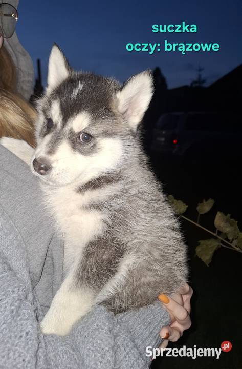 Szczenięta Husky Jędrzejów
