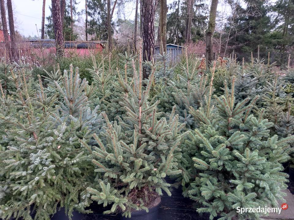 Ozdoby Świąteczne Choinki Żywe i Sztuczne Międzyborów
