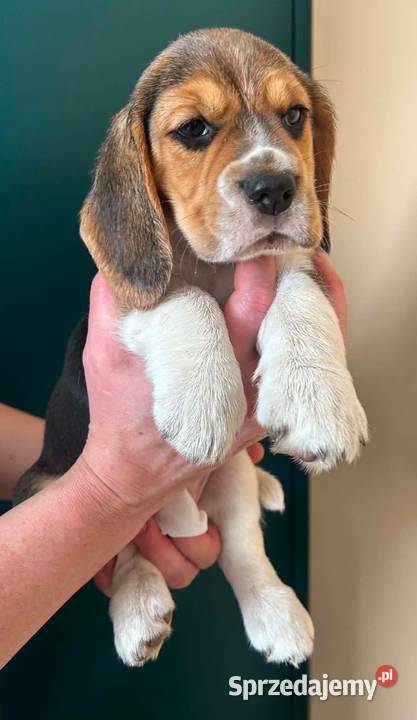 Szczeniaki Beagle tricolor ZKwP Beagle śląskie