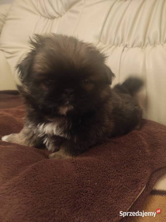 Śliczne Pekińczyki świętokrzyskie Baranów