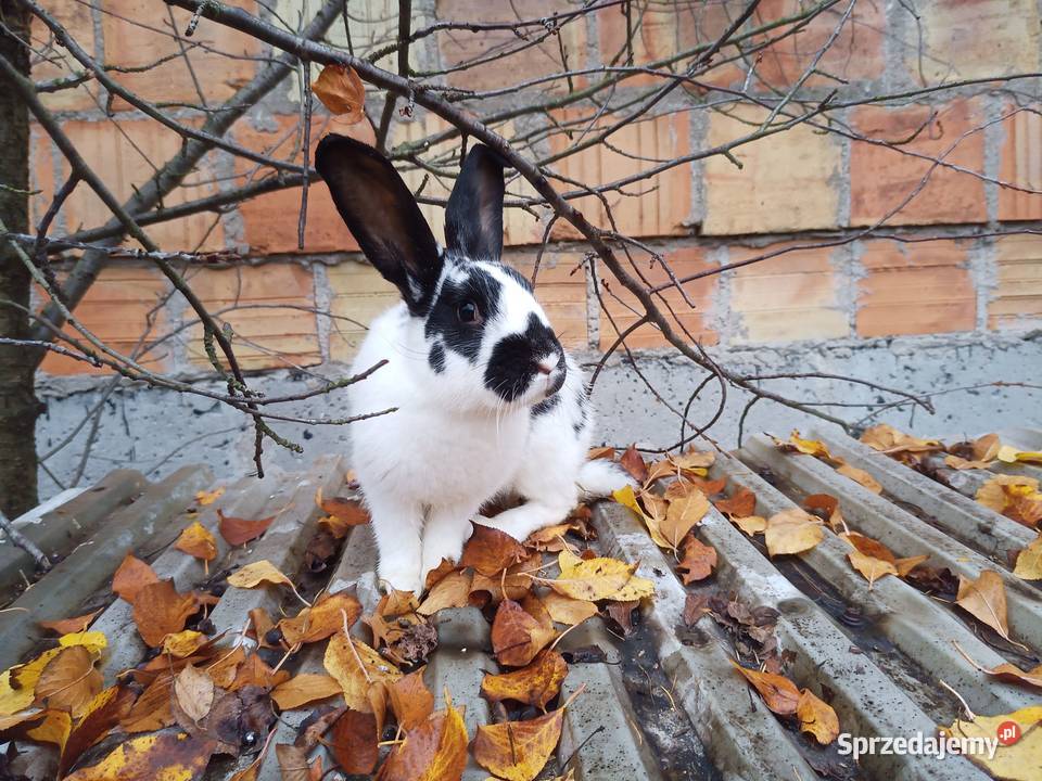 króliki młode SAMCE z przydomowej hodowli