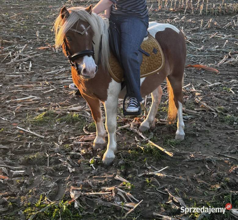 Sprzedam wałacha w typie szetlandzkim małopolskie Kęty