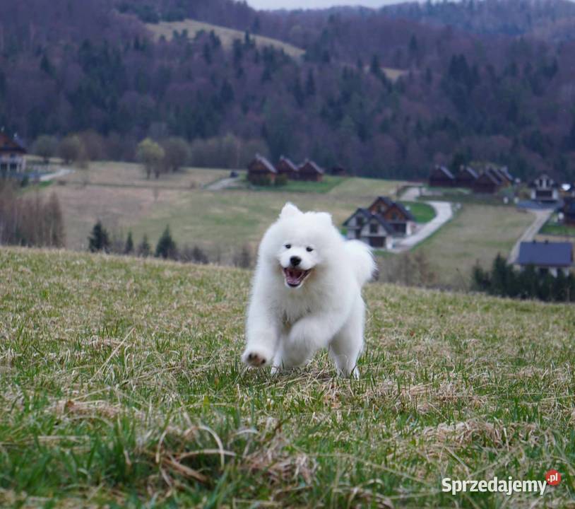 Samoyed Szczeniaczki MIOT ZIMA 2023 FCI ZKwP Grywałd