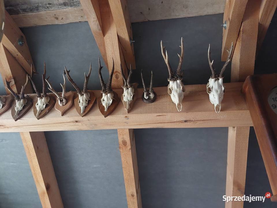 Porostki rogacza Pozostałe sprzedam