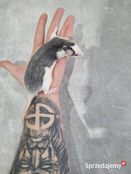 Szczur szczury szczurki samce samice Zawiercie