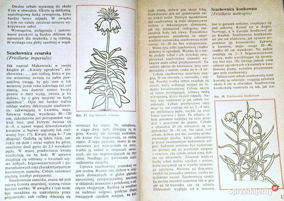 Mało znane ozdobne rośliny cebulowe i bulwiaste Rok wydania 1985 Chełm