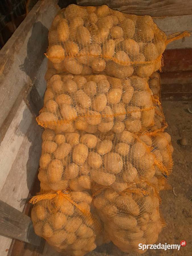 Ziemniaki jadalne wega Balice