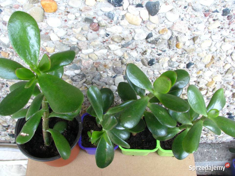Grubosz jajowaty Crassula Ovata drzewko Brwinów sprzedam