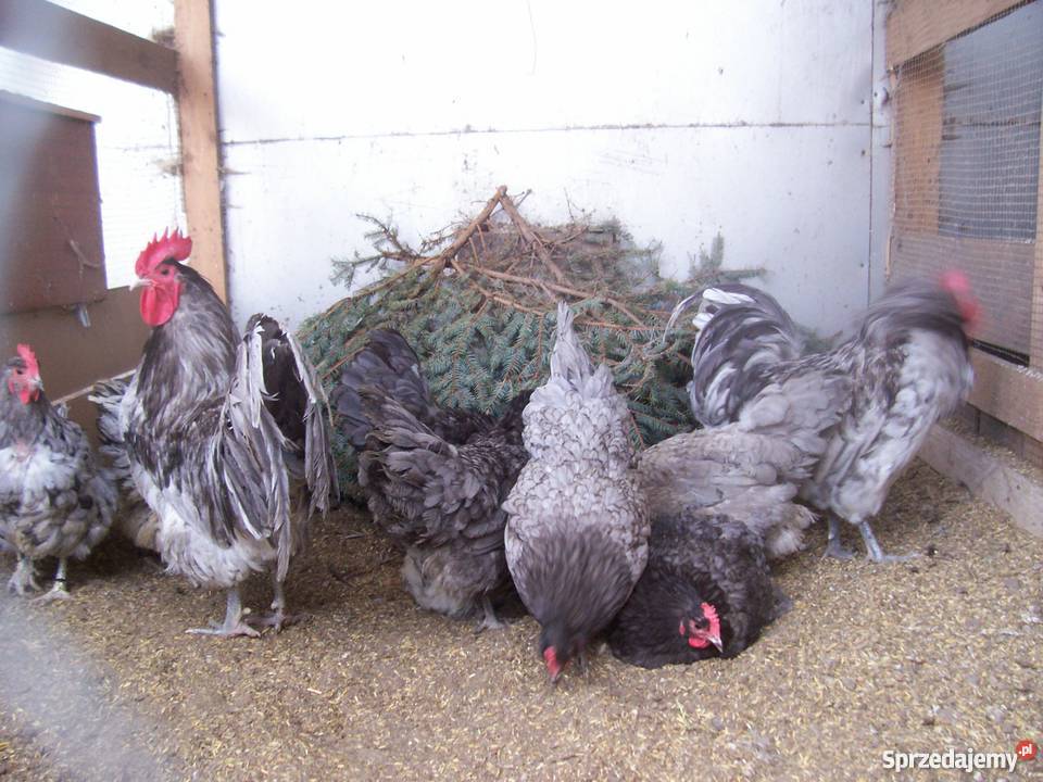Jajka lęgowe Australorp czarny Australopr Nieborów sprzedam