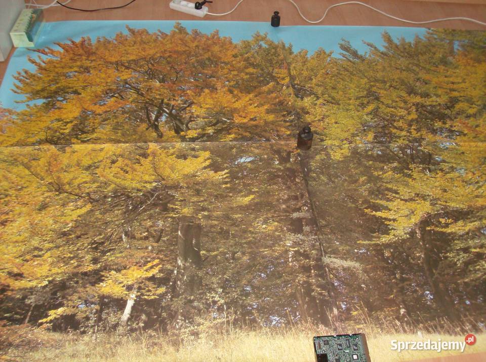 ładna niemiecka fototapeta jesienny las 240 x wielokolorowy Sosnowiec