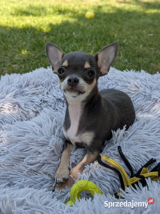 Chihuahua suczka xxs Szczaworyż
