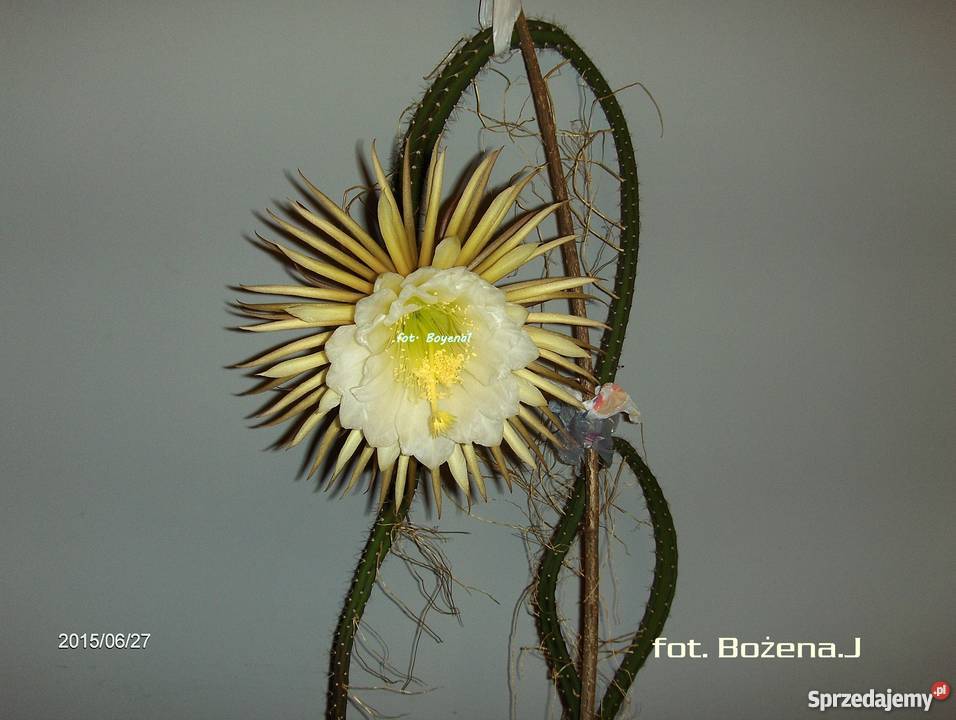 Królowa Jednej Nocy S Grandiflorus Epiphyllum Skawina